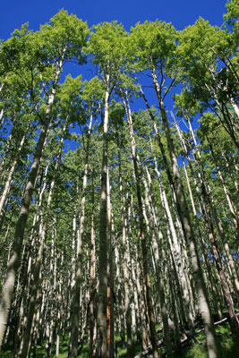 picture of aspens