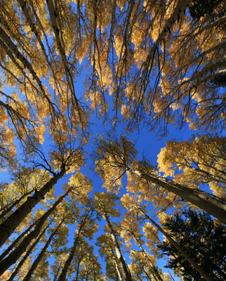 picture of aspens