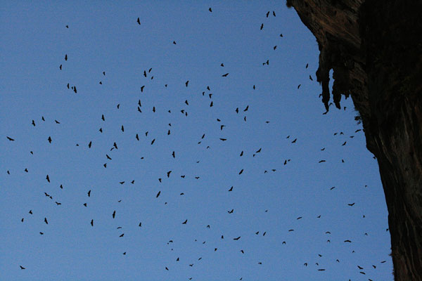 picture of bats
