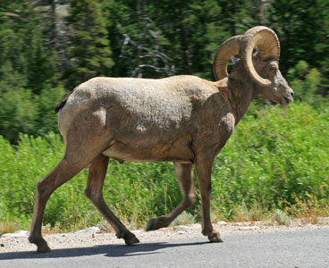 picture of bighorn sheep