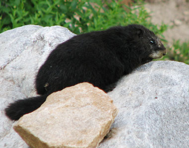 picture of black marmot