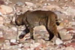 picture of bobcat 