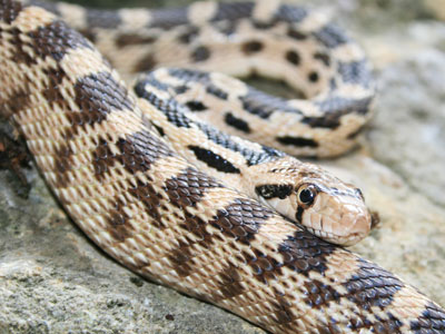 picture of gopher snake