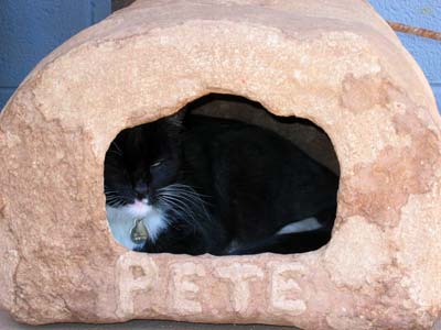 picture of cathouse 