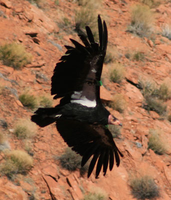 picture of condor