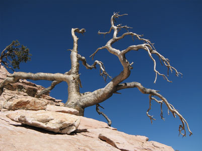 picture of dead tree