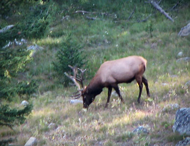 picture of Elk