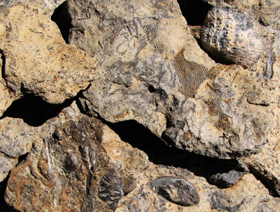 picture of fossils