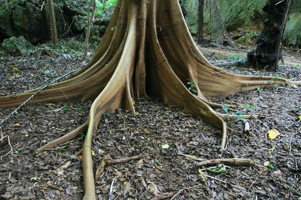 picture of tree root buttresses