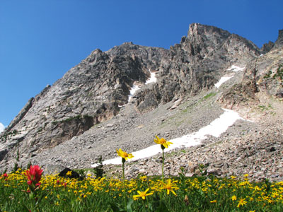 picture of flowers