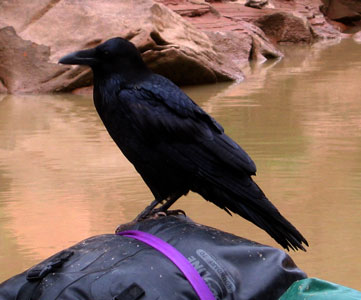 picture of raven on raft 