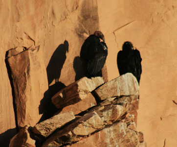 picture of Condors