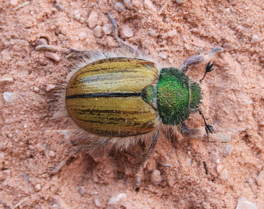 picture of beetle
