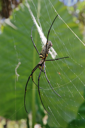 picture of spider