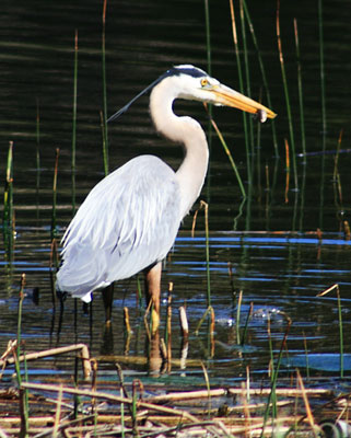 picture of heron