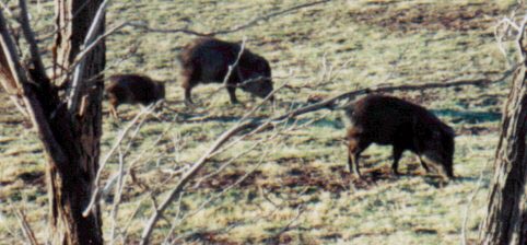 picture of javalinas