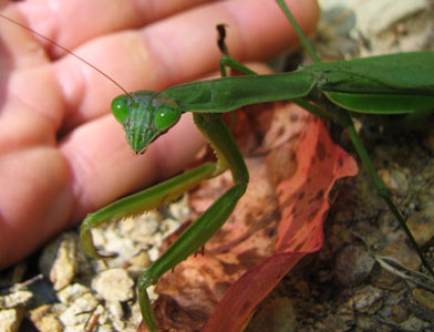 picture of mantis