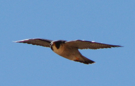 picture of falcon