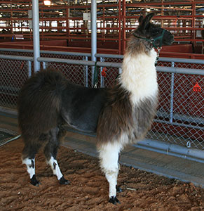 picture of llama