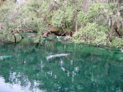 picture of manatees