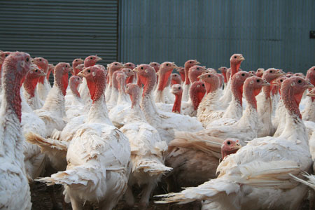 picture of turkeys