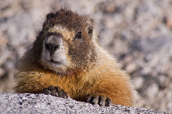picture of marmot