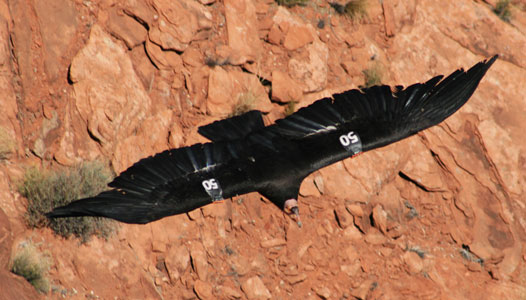 picture of condor