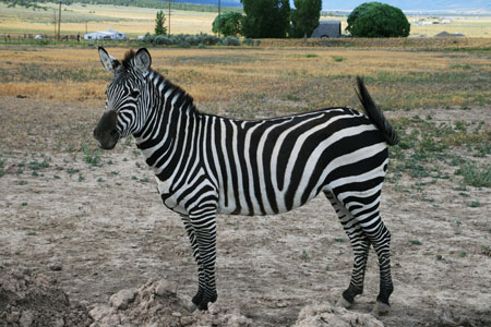 picture of zebra