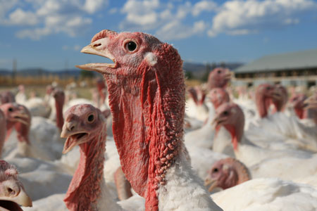 picture of turkeys