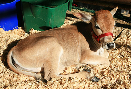 picture of calf