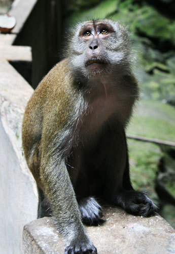 picture of monkey
