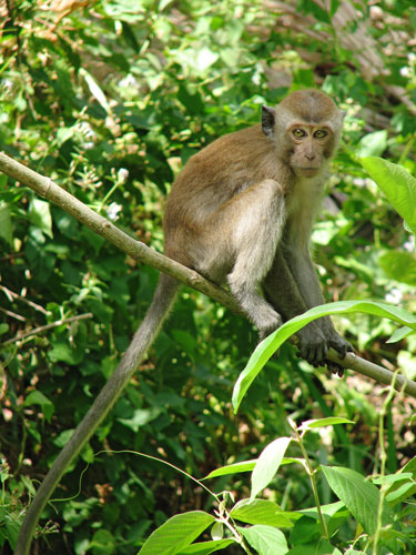 picture of monkey