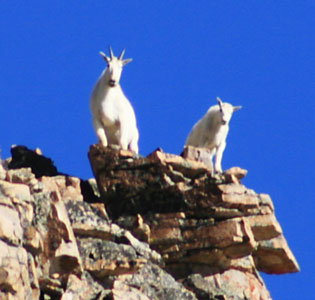 picture of goats
