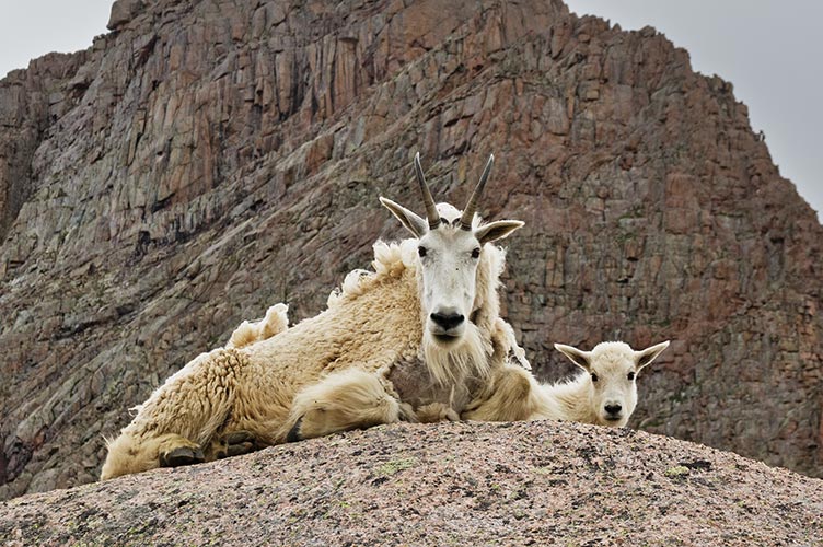 picture of Mtn Goats
