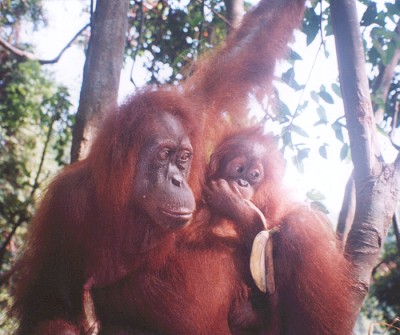 Orangutans at Bukit Lawang