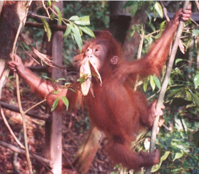 Orangutans at Bukit Lawang