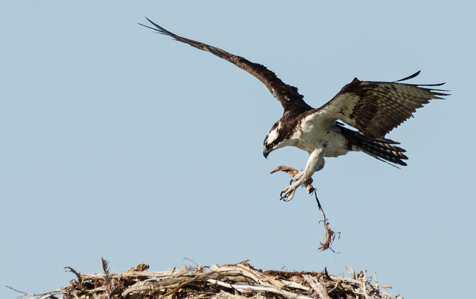 picture of osprey attempt