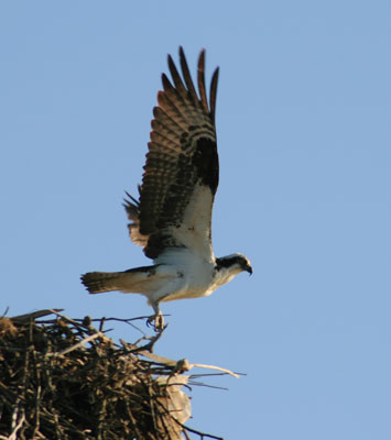 picture of osprey