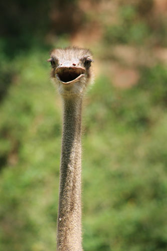 picture of ostrich