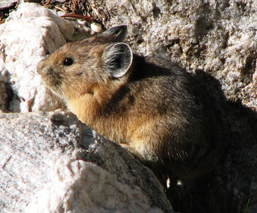 picture of pika