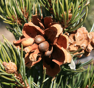 picture of Pinyon Pine Cone