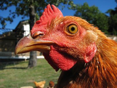 picture of rooster