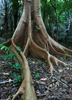 picture of tree root buttresses