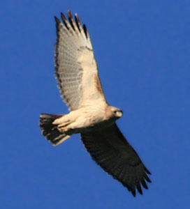 picture of hawk