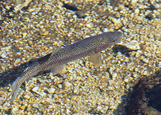 picture of trout