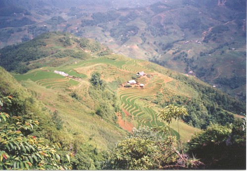 Pic of rice terraces near Sapa