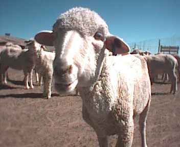 Picture of sheep 171
