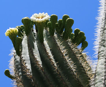 picture of saguaro