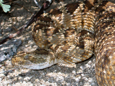 picture of rattlesnake