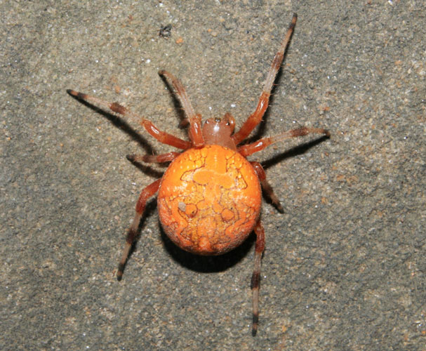 picture of spider